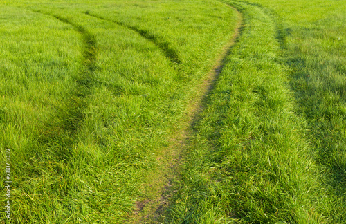 Two tracks in wild meadow