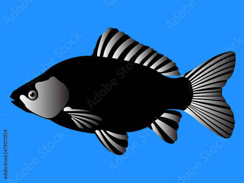 beautiful black fish - vector