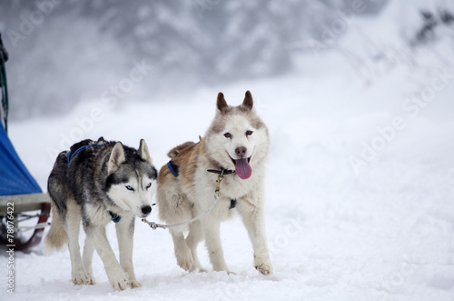 Siberian Husky dogs in the snow © erika8213