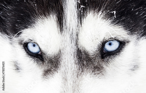 Close-up shot of husky dog blue eyes