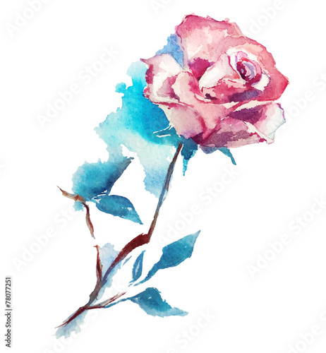 Naklejka szkic róży akwarela. Ilustracji wektorowych.