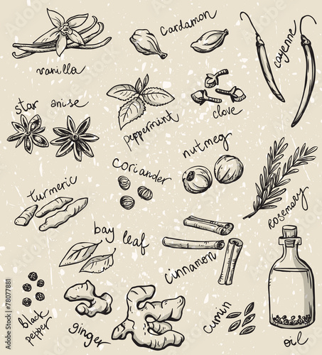 set of spices and herbs vector illustration © kamenuka