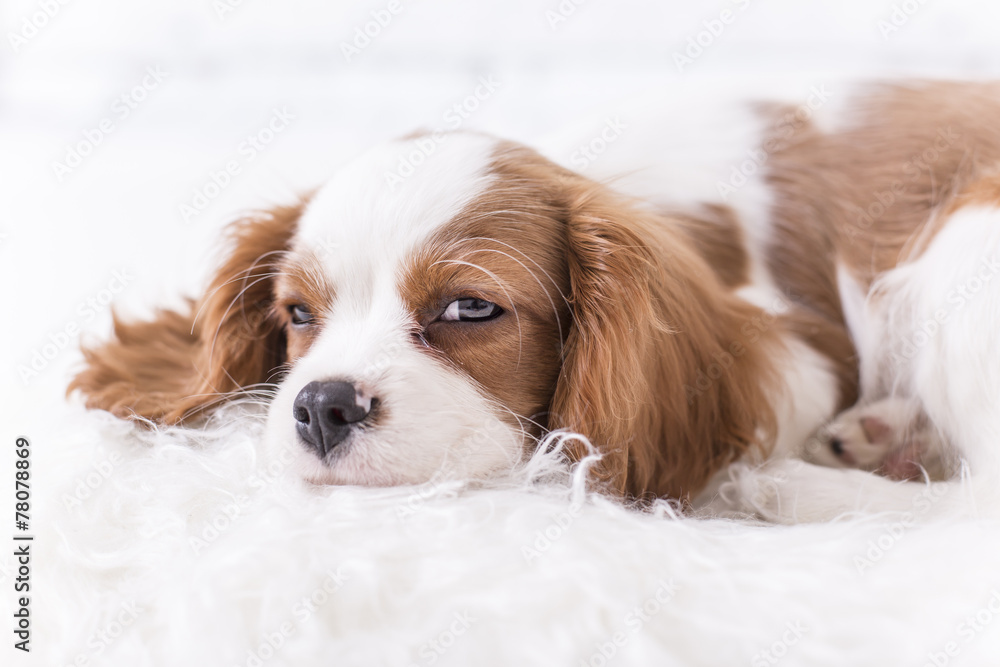 Cavalier King Charles Spaniel Welpe im Korb