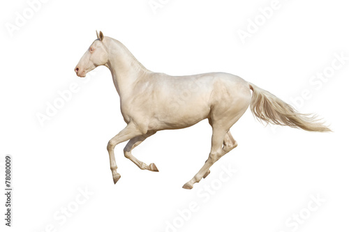 Beautiful akhal-teke horse run gallop isolated on white backgrou