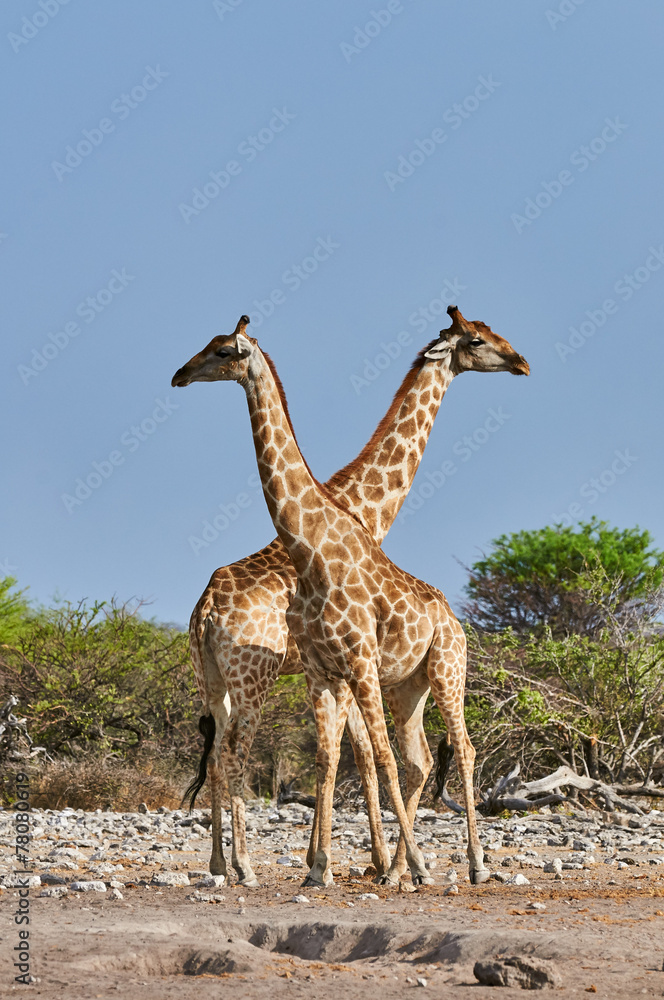 Two giraffes