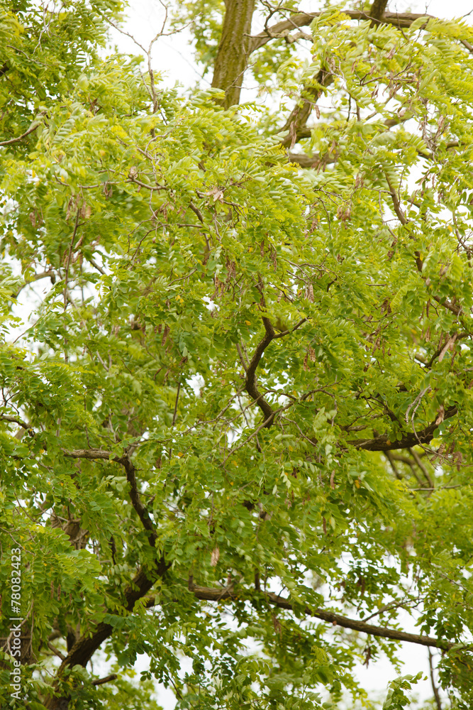 Fototapeta premium green leaves acacia tree as a nature backgorund