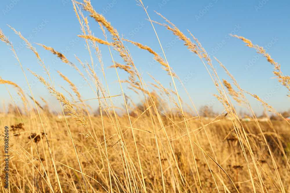 Fototapeta premium Dry grass in the autumn field on a background of blue sky