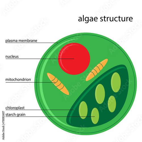 Vector illustration of algae structure with description
