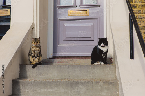 Fotografia Two cats sitting on the stoop outside house
