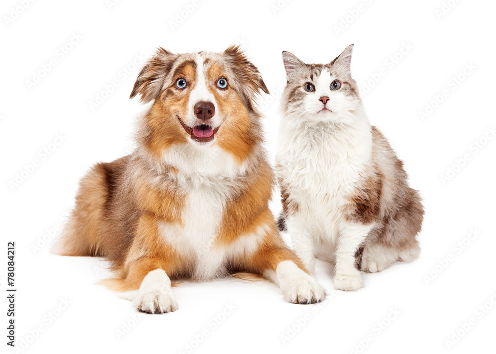 Naklejka premium Cat and Happy Dog Together