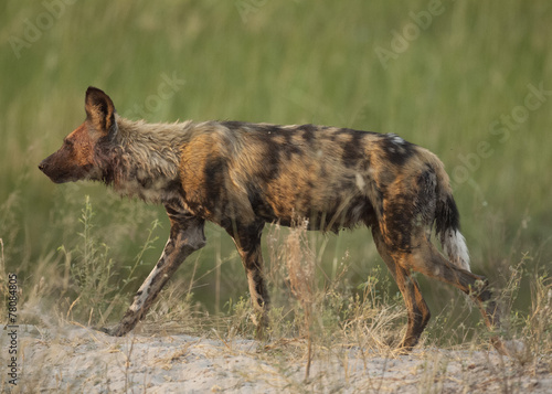 Africa  Botswana wildlife african wild dog © 169169