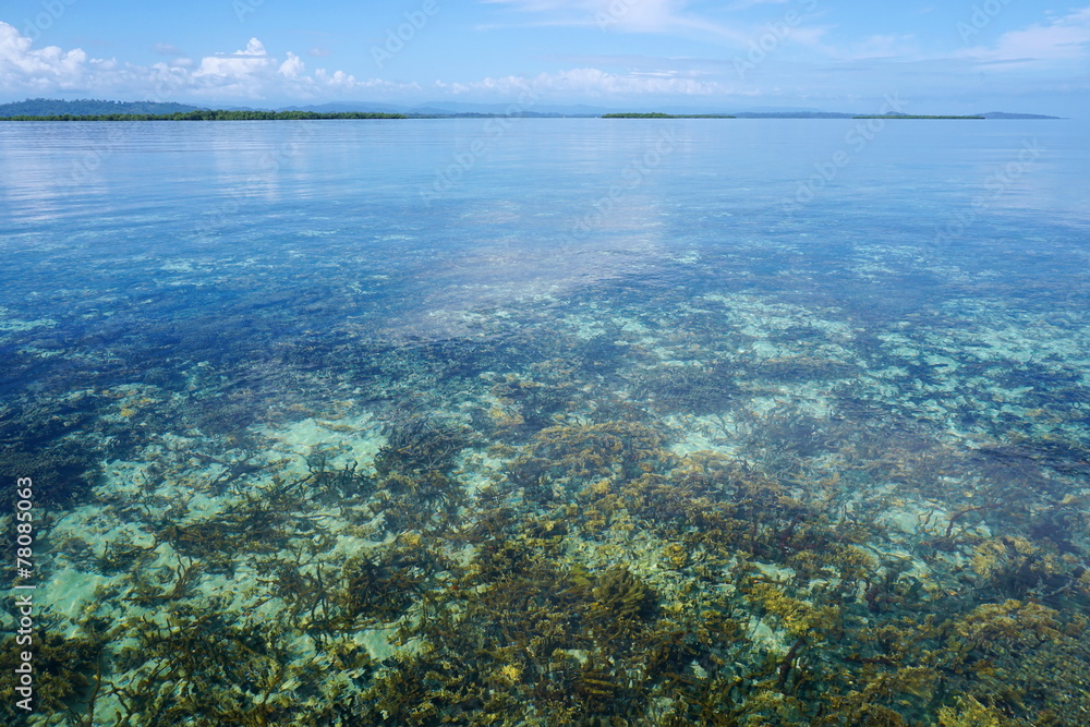 Clear water with coral reef below sea surface Clear water with coral reef below sea surface