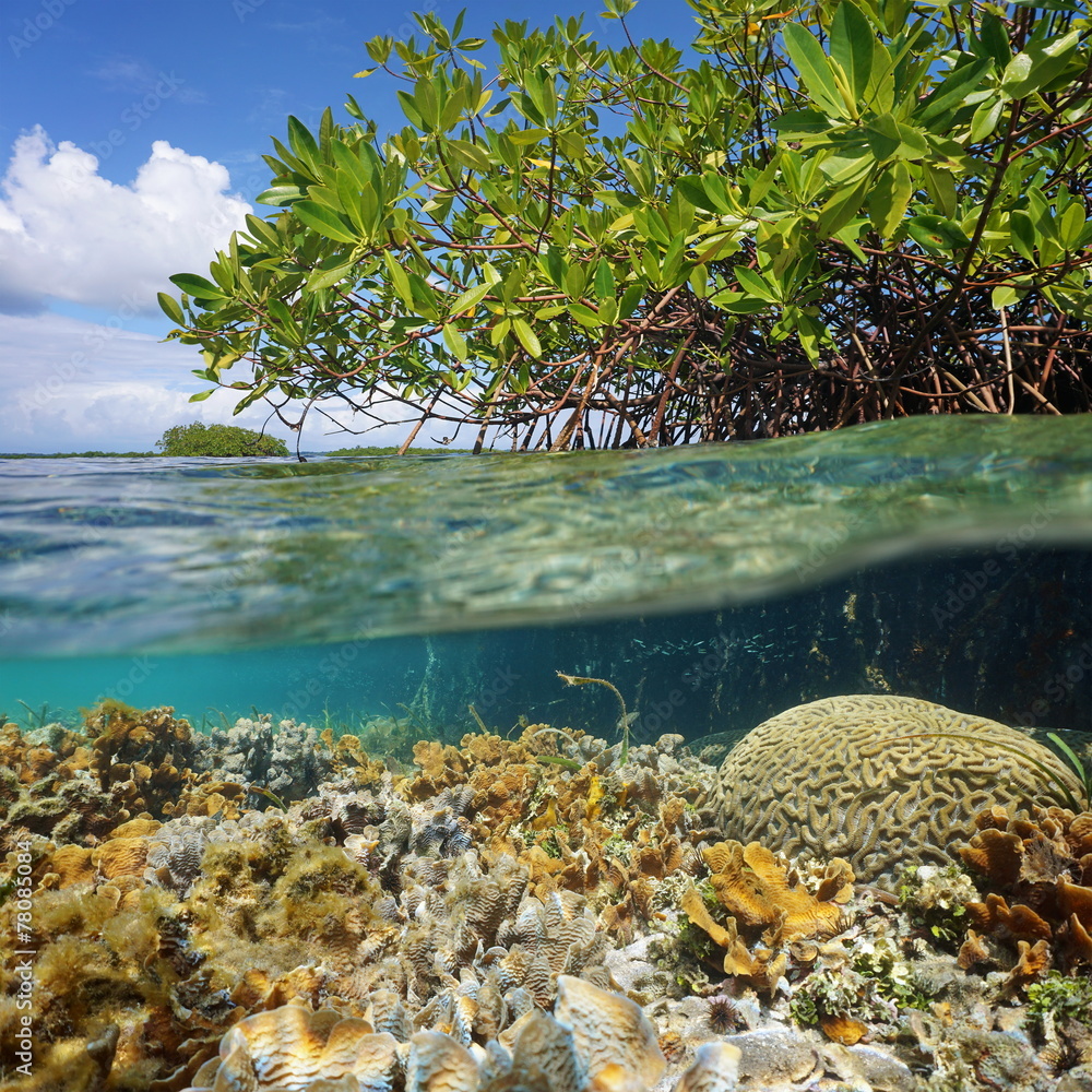 Naklejka premium Over and under sea surface near islet of mangrove