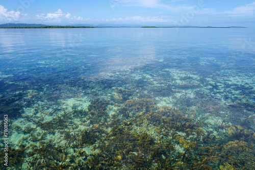 Fototapeta Naklejka Na Ścianę i Meble -  Clear water with coral reef below sea surface