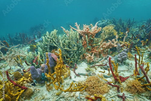 High diversity of colorful sponges under the sea