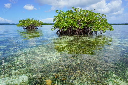 Islets of mangrove in shallow water Caribbean sea
