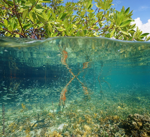 Mangrove ecosystem over and under the sea photo