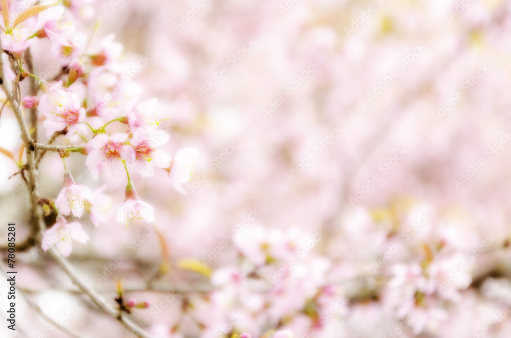 Sweet Sakura blossom Blured Background