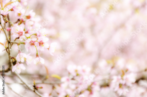 Sweet Sakura blossom Blured Background