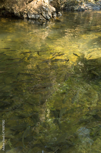 Fishes in pond with natural light. © thisisdraft