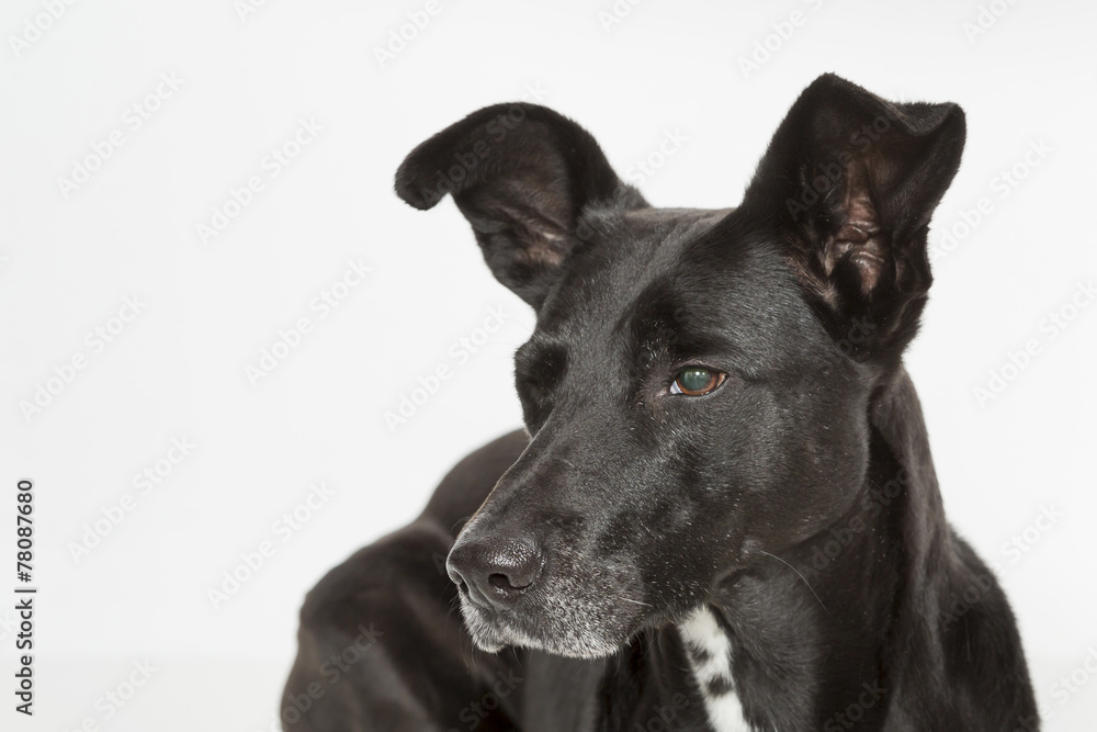 Hundeportrait Hundeportrait