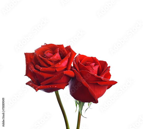 Red rose isolated on white background