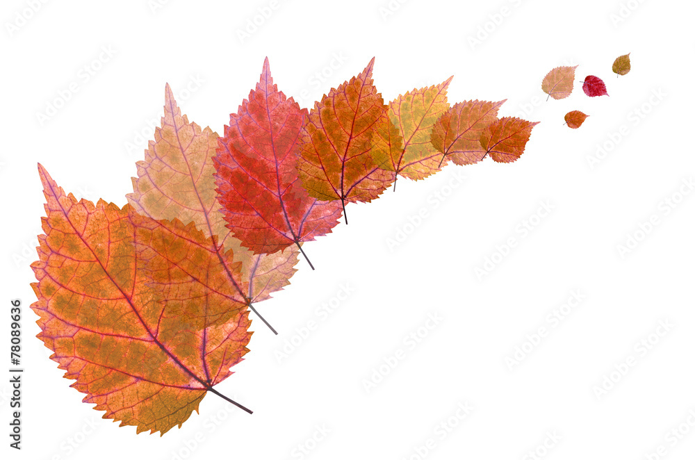 Fototapeta premium Colorful leaf
