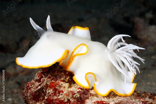 Nudibranch, Ardeadoris egretta