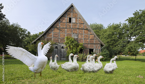 Gänse auf dem Bauernhof photo