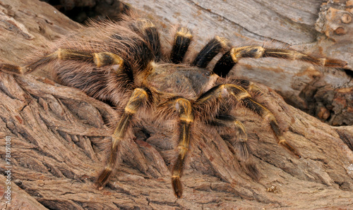 Chaco Golden Knee Tarantula