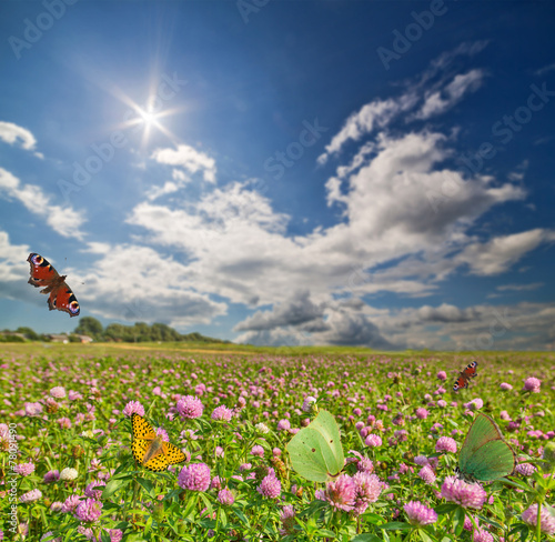 butterflies above meadow of pink clovers