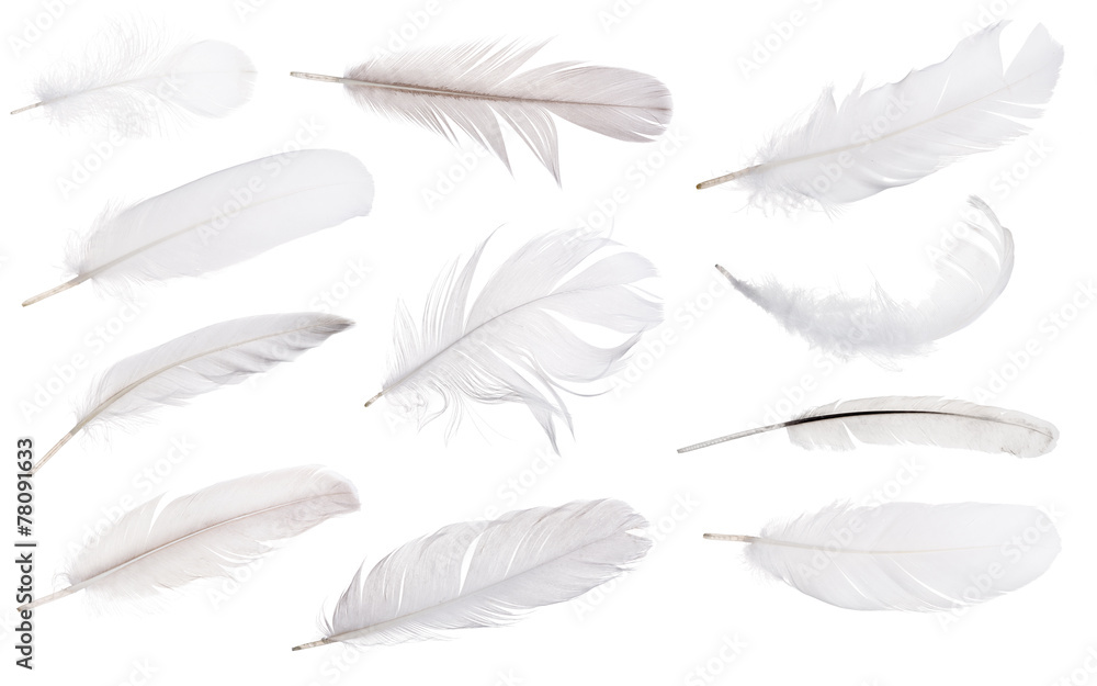 Fototapeta premium set of eleven light grey feathers isolated on white