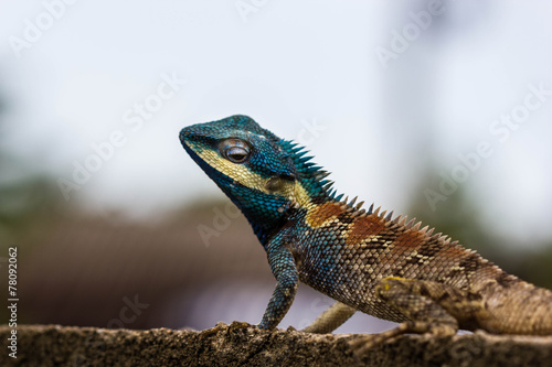 Cute Blue Lizard © nawin
