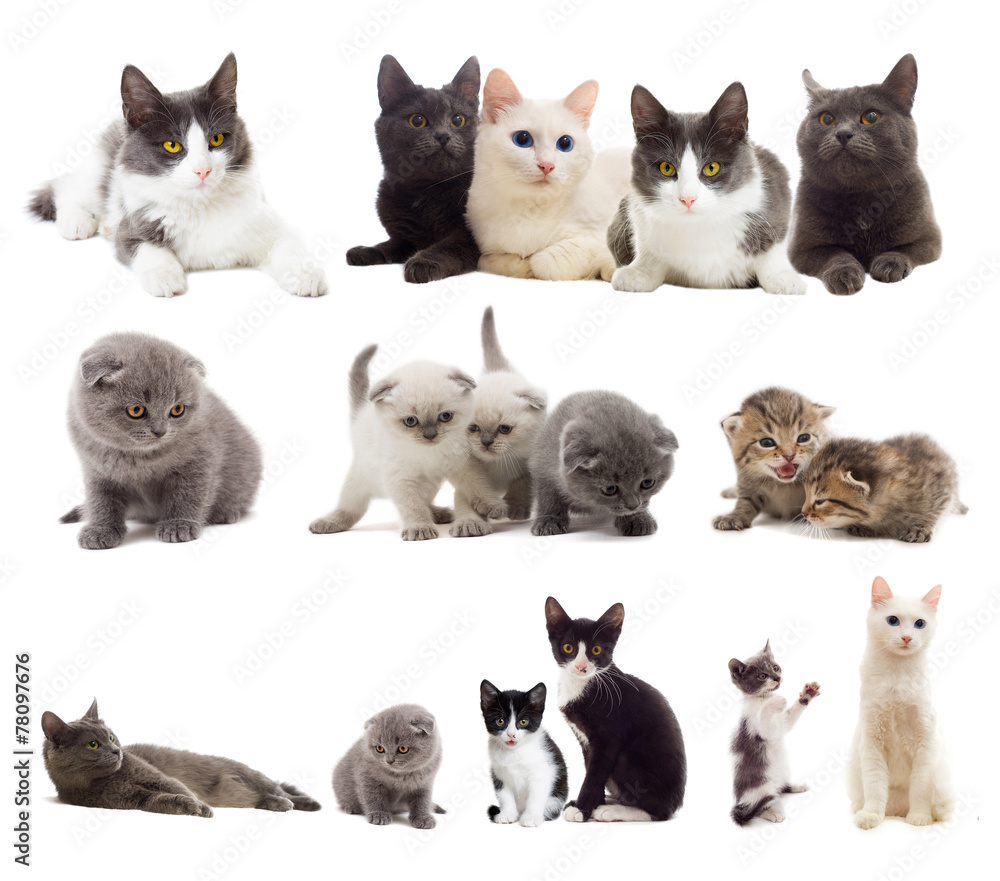 cats looking cats looking