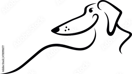 dachshund