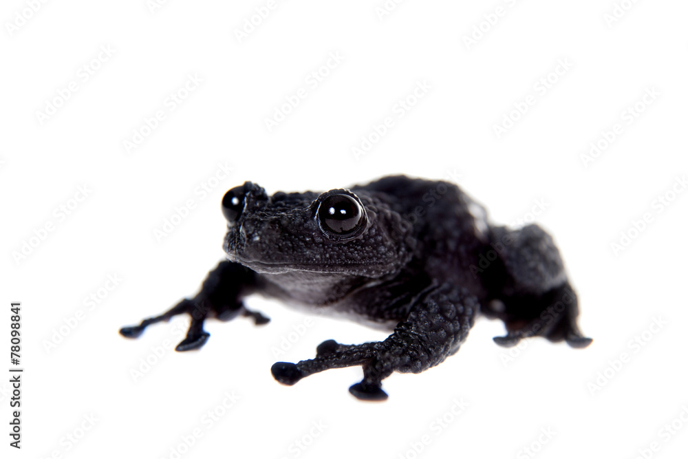 Theloderma ryabovi, rare spieces of frog on white Theloderma ryabovi, rare spieces of frog on white
