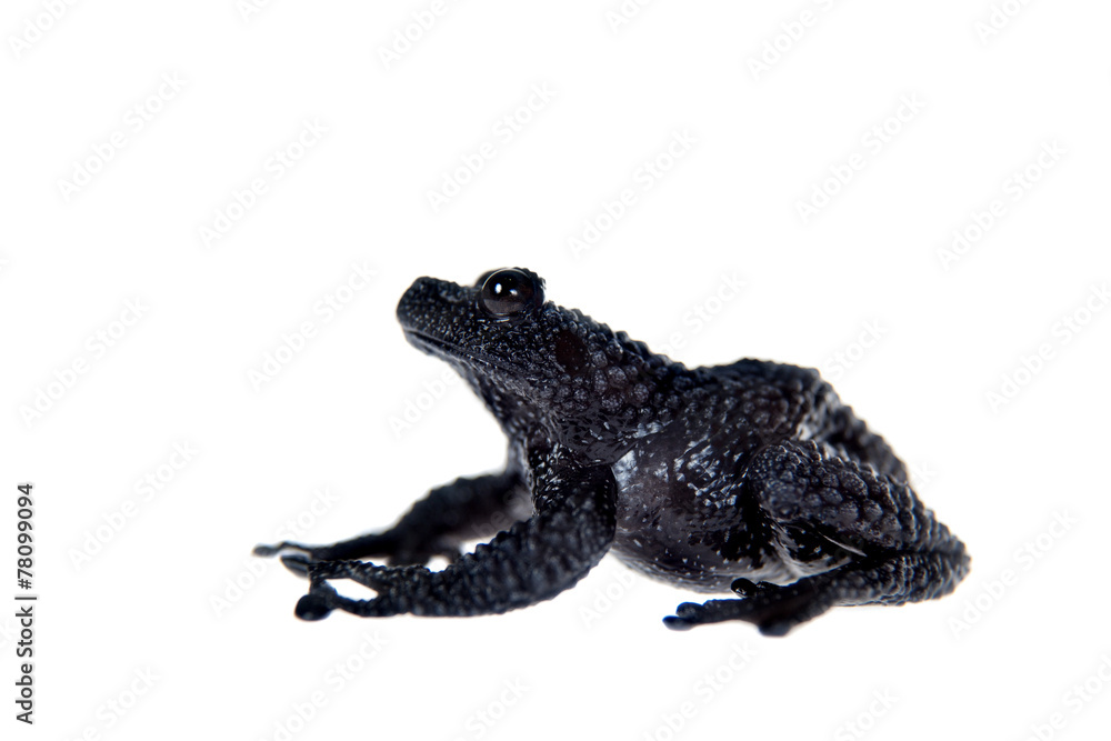 Theloderma ryabovi, rare spieces of frog on white Theloderma ryabovi, rare spieces of frog on white