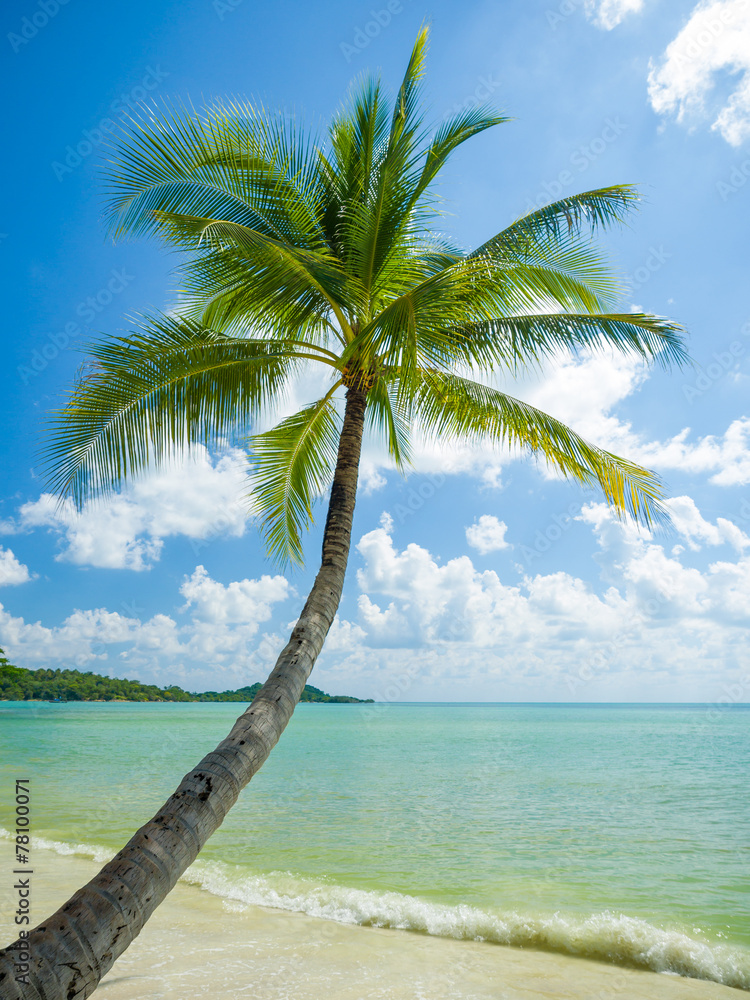 Palms on the Koh Samui beach