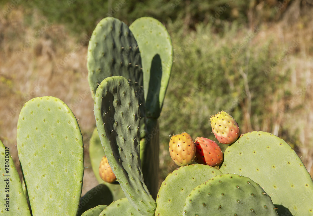 Green cactus. Green cactus.