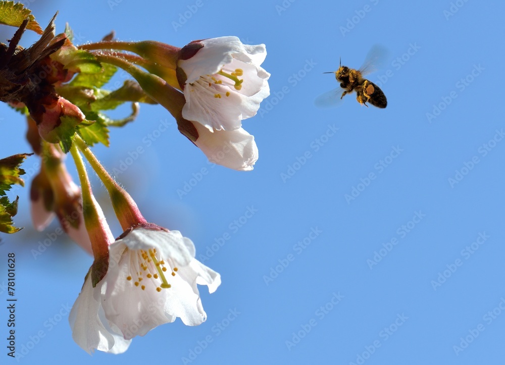 Bee in Flight - obrazy, fototapety, plakaty 