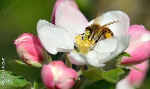 Biene in Apfelblüte