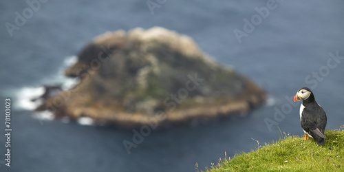 Puffin and island landscape in Shetland. Scotland. UK photo