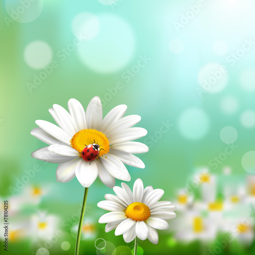 Daisies With Ladybug