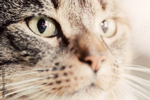 Fototapeta Naklejka Na Ścianę i Meble -  Cute cat close-up portrait. Focus on its magnetic eye