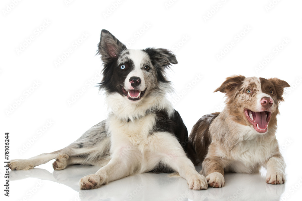 Zwei Border Collies Zwei Border Collies
