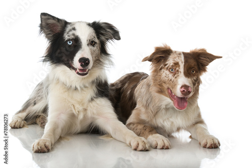 Zwei Border Collies