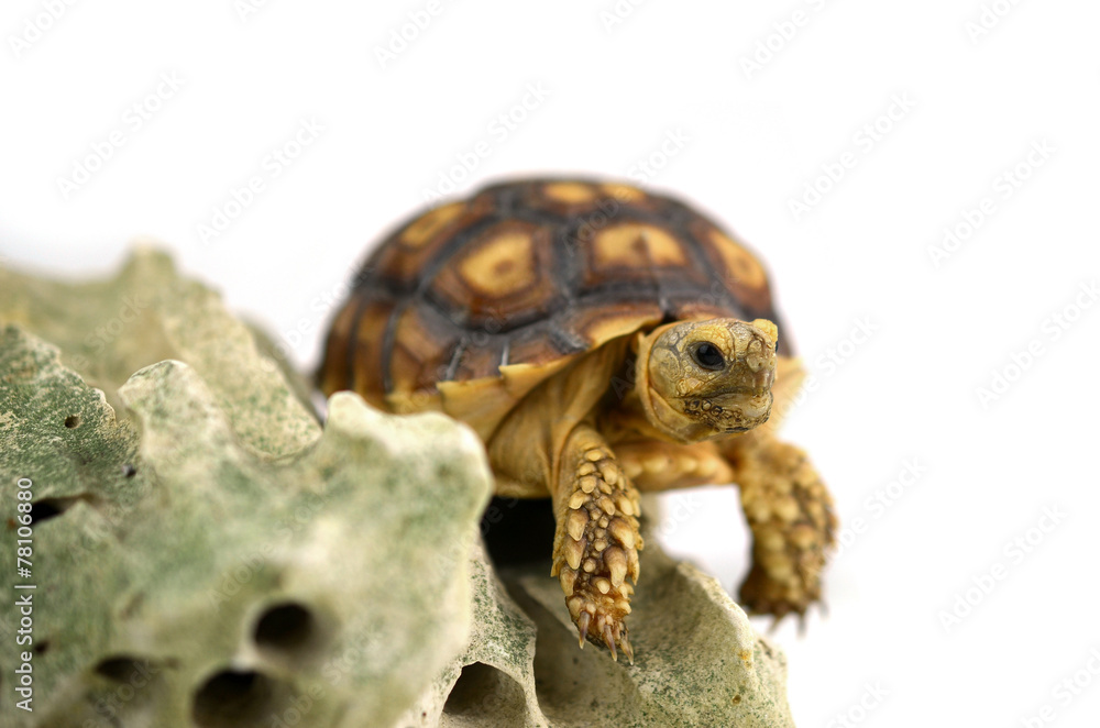 Obraz premium Turtle with stones isolated on white background.