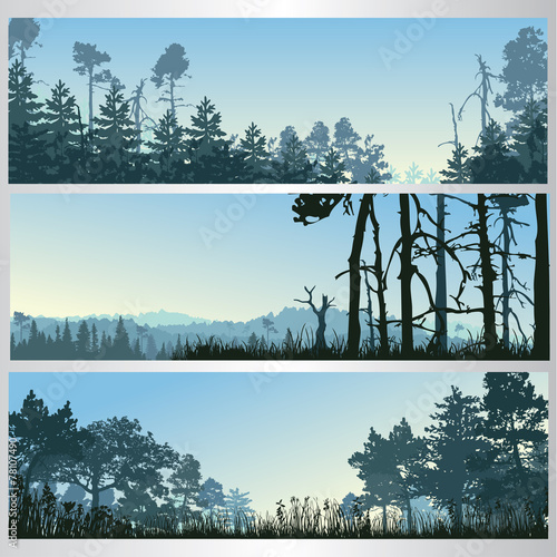 Silhouette of the forest