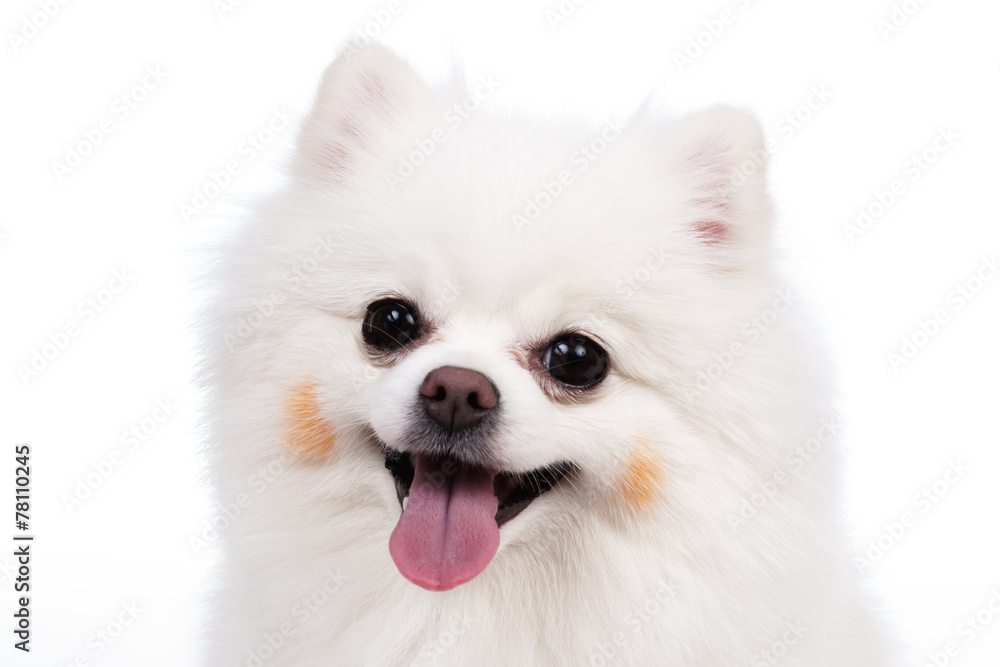 Young Pomeranian smile