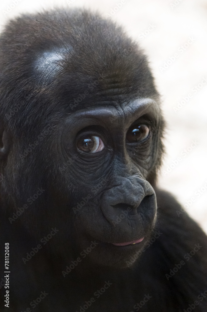 Obraz premium Gorilla